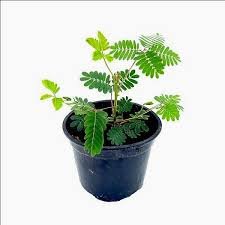 Chui mui in 4 Inch Nursery Pot