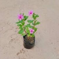 Sadabahar in 4 inch nursery bag