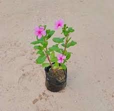 Sadabahar in 4 inch nursery bag