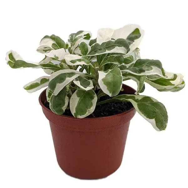 Alternanthera Ficoidea Plant in 5 inch nursery pot