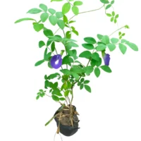 Aprajita in 4 inch nursery bag