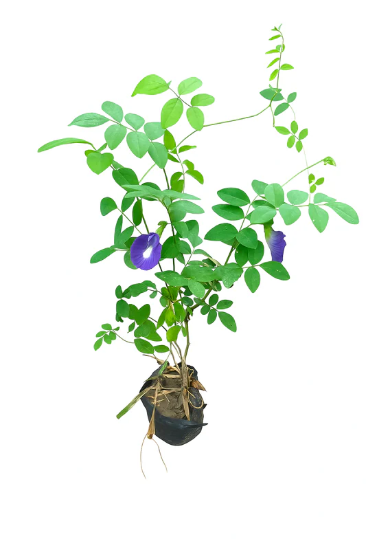 Aprajita in 4 inch nursery bag