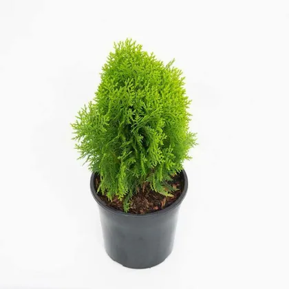 Morpankhi / Thuja in 8 Inch Nursery Pot - Image 2