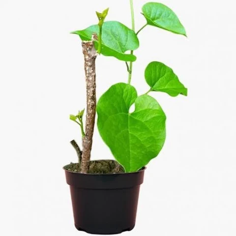 Medicinal plant-Giloy