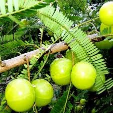 Amla/Gooseberry - Image 2