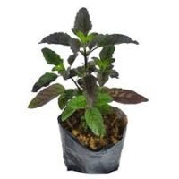Shayama Tulsi in 4 inch nursery bag