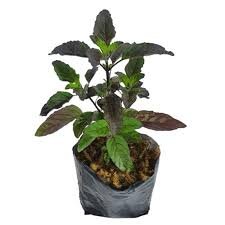 Shayama Tulsi in 4 inch nursery bag