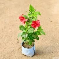 Gudhal in 5 inch nursery bag
