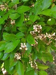 Timber-desi papdi-Ehretia laevis - Image 2