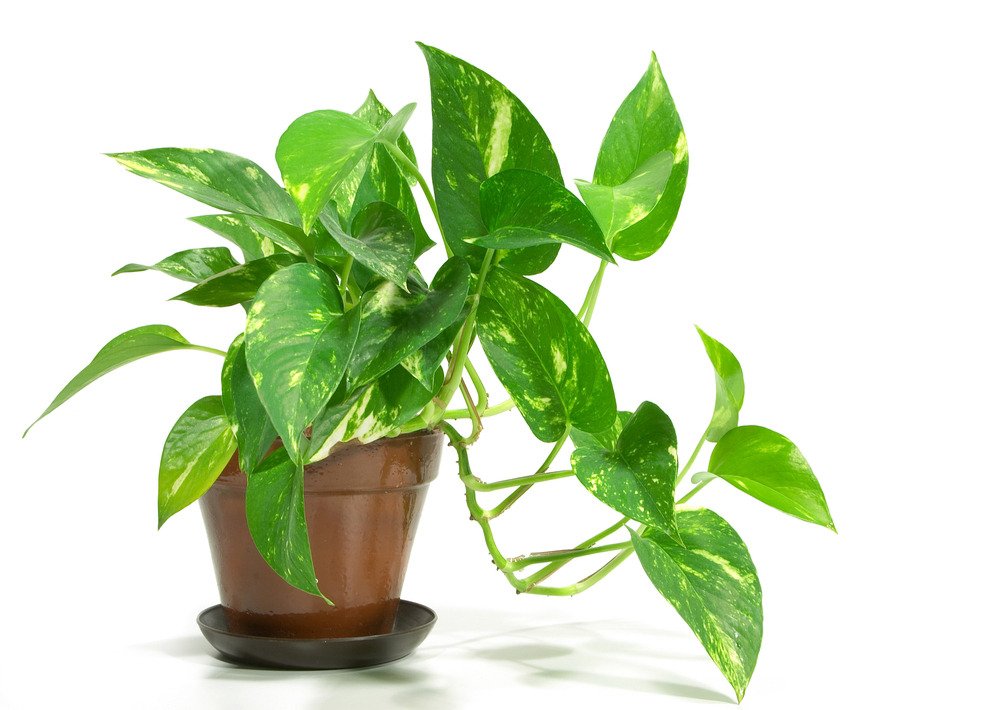 Money Plant in 5 inch nursery pot