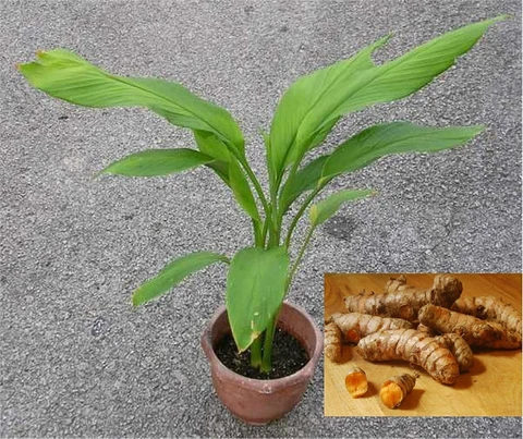 Medicinal plant-Haldi