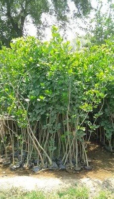 Timber-desi papdi-Ehretia laevis
