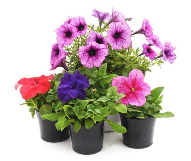 Petunia in 4 inch nursery pot bag