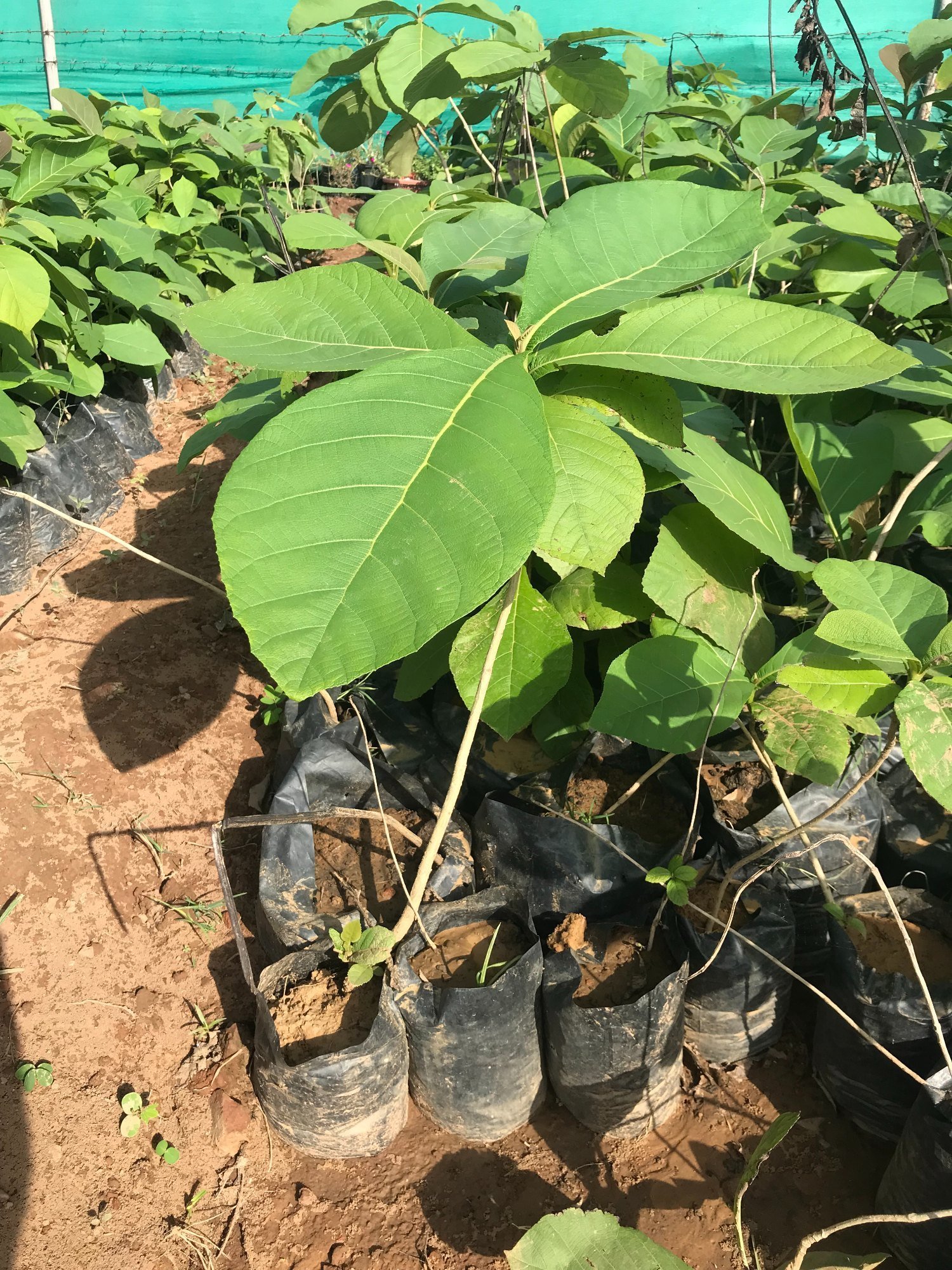 Timber-teak/sagwan