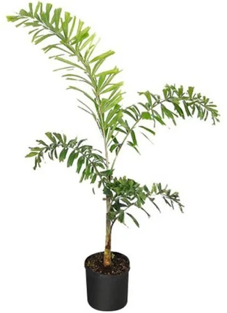 Palm-Foxtail Plant Outdoor Without Pot