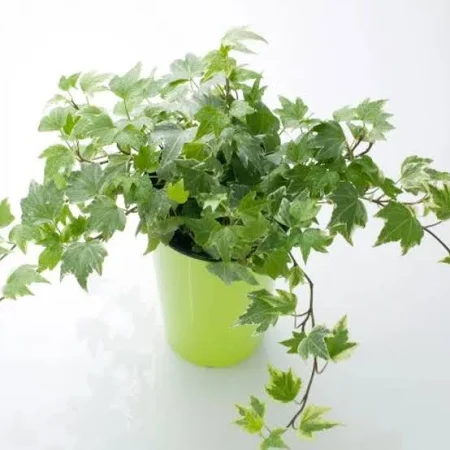 Ivy Plant Vine, in 4 inch nursery bag