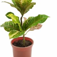 Croton Petra - in 6 inch nursery bag