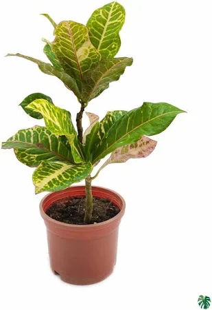 Croton Petra - in 6 inch nursery bag