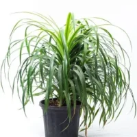 dracaena draco Plant in 5 inch nursery pot