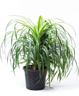 dracaena draco Plant in 5 inch nursery pot