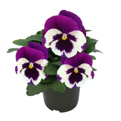 Pansy in 4 inch nursery bag