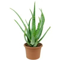 Alvera Plant in 5 inch nursery pot