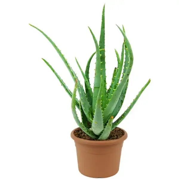 Alvera Plant in 5 inch nursery pot